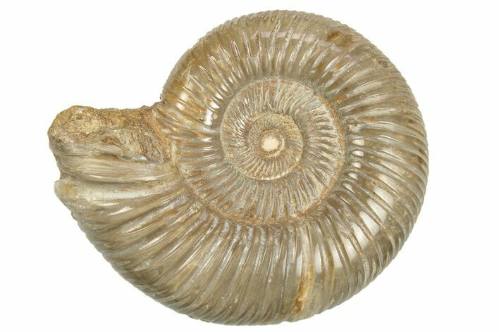 Polished Jurassic Ammonite (Perisphinctes) - Madagascar #248738